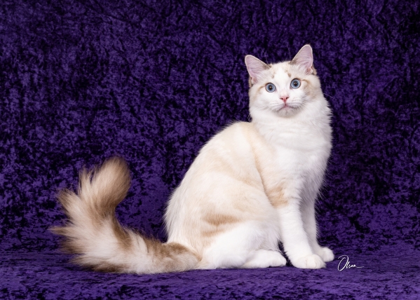 Gr. Champion I'm Your Captain